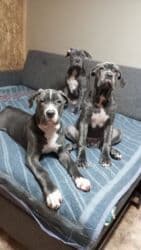 кавказ собака: Продаются щенки кубинского питбультерьера, линейное разведение — 3