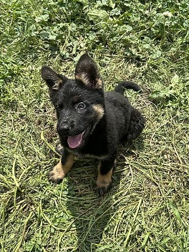 овчарка ош: Немецкая овчарка, 2 месяца, Самец, С прививкой, С родословной — 6