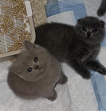 клевер кант: Шотландские котята (скоттиш-фолд и скоттиш-страйт) от Родословной — 3