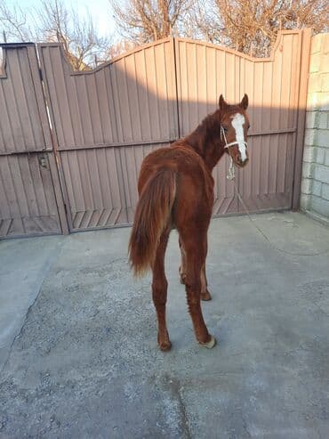 латок для кошки: Продаю | Жеребенок | Полукровка | Для разведения | Племенные — 5
