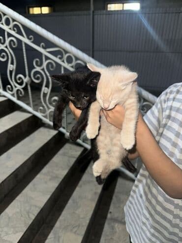 продаю кошек: Два котёнка из одного помёта. - Окрас: один полностью чёрный, второй — 1