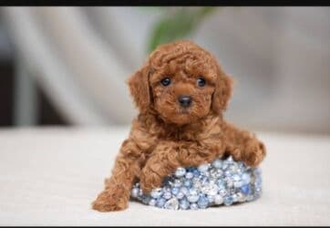 Вязка собак: 2 месяца, Самка — 2