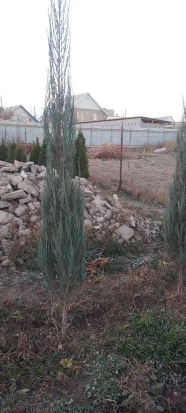 Саженцы деревьев: Туи