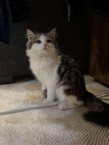 растения в аквариум: 3 месяца, Девочка, С прививками, Приучена к лотку, Проглистована — 3