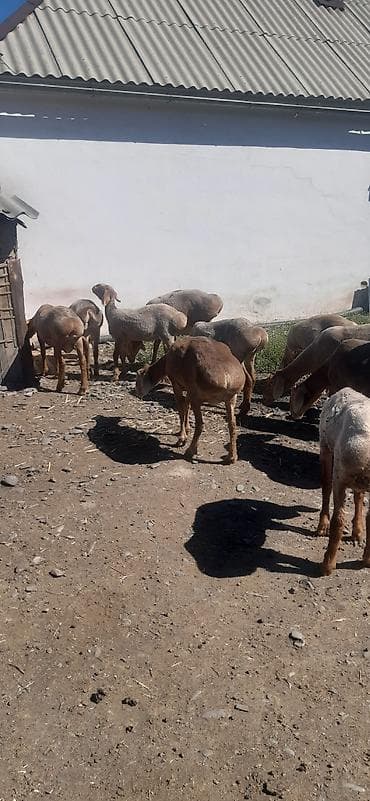 кармушка для баранов: Продаю | Овца (самка) | Для разведения | Матка — 3