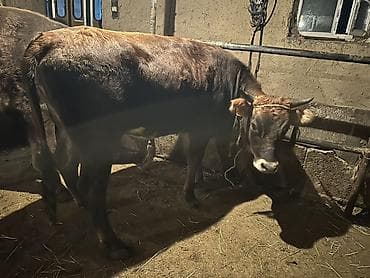 кел кел: Сатам | Бука (эркек) | Бордоп семиртүү үчүн | Асыл тукумдуу — 2