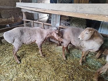 купить ястреба для охоты: Продаю | Овца (самка) | Для разведения | Матка — 2