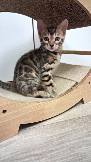 купить той пудель: Бенгальская, 1 месяц, Девочка, Приучена к лотку — 5