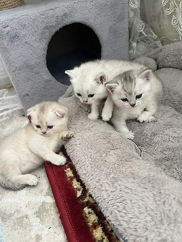 кошки шатланские: Шотландские котята - Окрас: кремовый с серебристым напылением — 4