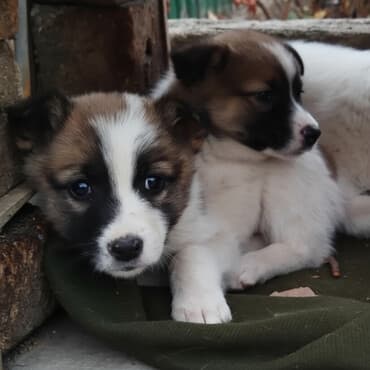 Собака даром: Дворняжка, 2 месяца, Самка