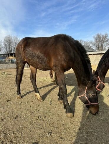 среднеазиатская овчарка купить: Продаю | Кобыла (самка) | Полукровка — 2