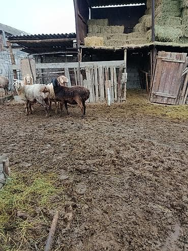 Продаю | Овца (самка) | Для разведения | Матка