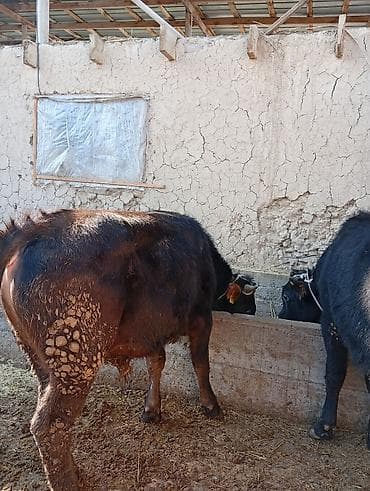 корова алатауская: Продаю | Бык (самец) | На откорм | Привязанные — 8