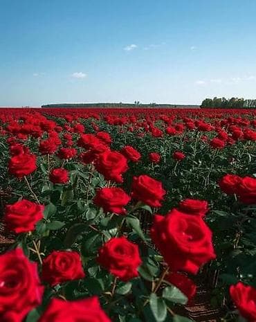 Кургаткычтар: Көчөттөр — 2