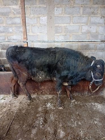 токмок бука: Сатам | Бука (эркек) | Бордоп семиртүү үчүн | Байланган — 2