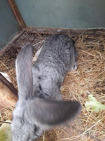 Продаю | Крольчиха (самка) | Серый великан | Для разведения — 2