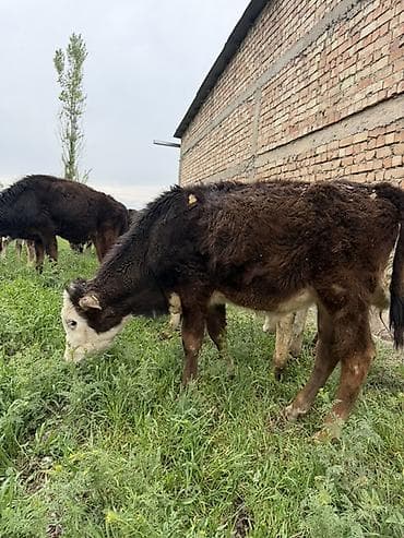 сена тук: Продаю | Музоо, торпок | Полукровка | На откорм — 9