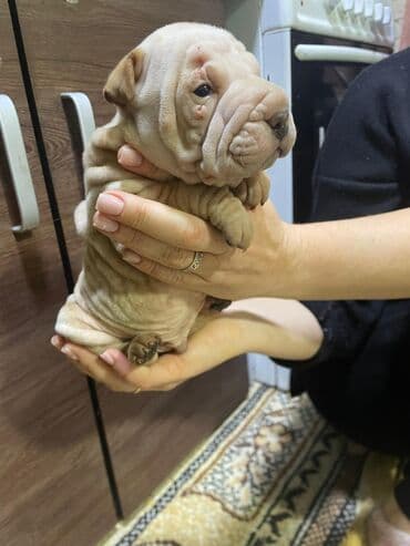 золотистый ретривер купить в бишкеке: Щенок шарпея, кремовый окрас. - Порода: китайский шарпей (короткая — 5
