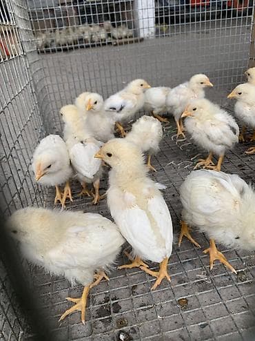 продажа кукурузу: 🐥 Продаются цыплята – 20 дней! ✔ Возраст: 20 дней ✔ Вид: обычные — 2