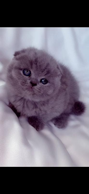 Продажа кошек: Продается котенок шотландский вислаухий С документами, 1 месяц — 3