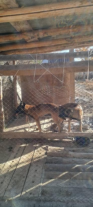 собака хаски: Бельгийская овчарка, 1 месяц, Самец, С родословной — 6