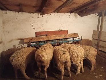 домик для кур: Продаю | Овца (самка), Ягненок | Полукровка | Для разведения | Ярка — 6