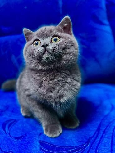 сколько стоит английский бульдог: Британская короткошёрстная, 2 месяца, Мальчик, Голубой — 2