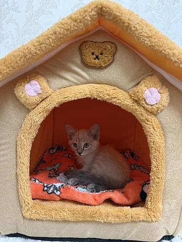 chi su: Кошка даром: Сиамская, 2 месяца, Мальчик, Приучена к лотку, Проглистована, С прививками — 1