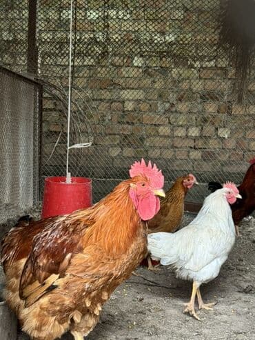 купить собаку доберман в бишкеке: Продаю | Петух | Домашняя | Для разведения — 4