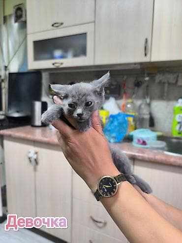 Кошки: Беспородная, 2 месяца, Мальчик, Приучена к лотку — 6