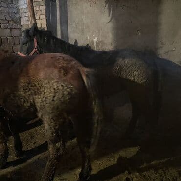 собака дом: Продаю | Кобыла (самка) | Рабочий — 3