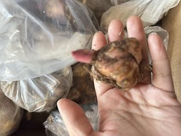 Дом и сад: Рассада — 3