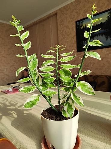 Монстерлер: Продаю комнатные растения - Педилантус - комнатные цветы и для офиса — 2