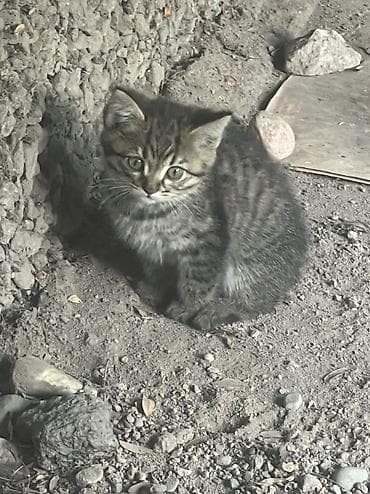 отдам даром котенка: Отдаем котят в добрые руки. Возраст примерно 1 месяц, уже сами кушают — 1