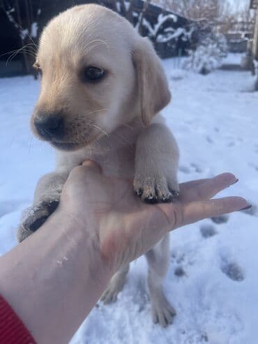 овчарка смешанная с дворнягой: Лабрадор-ретривер, 2 месяца, Самка, С прививкой — 3