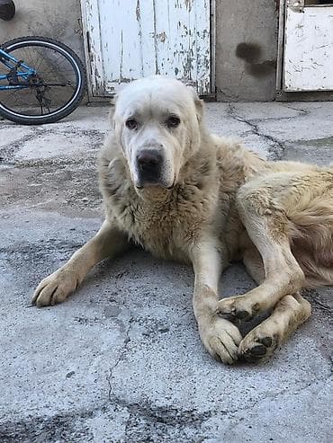 золотистый ротвейлер: Алабай, 1 год, Самец — 3