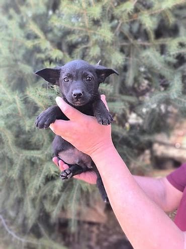 джек рассел терьер щенок: Щенки метисы, помет из нескольких малышей. - Возраст: примерно 1,5–2 — 5