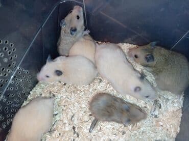 грызуны домашние: Хомячки 1 месяц, ручные, цена 300 сом. отличный подарок на новый год! — 2