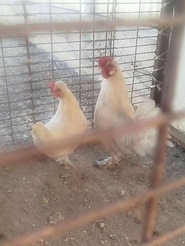 тез арада: Карлик пара сатылат алмашу жолдору бар домашний тооко алмашам адрес — 5