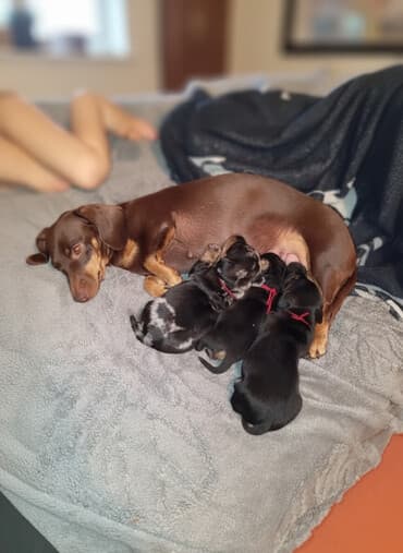 хаски щенки цена бишкек: Готовятся к бронированию щенки таксы . Родились 22 октября. им уже25 — 2