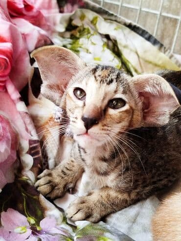 шотландская золотая шиншилла цена: Ориентальная, 2 месяца, Девочка, Черепаховый — 18