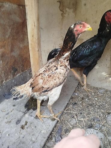 сулук курт бишкек адрес: Дакан мекиш сатылат туп жатат активный алмашу жолдору бар адрес — 3