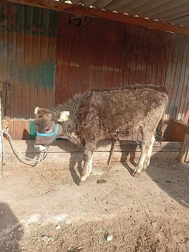 симментал бык: Продаю | Тёлка | Алатауская | Для разведения — 3