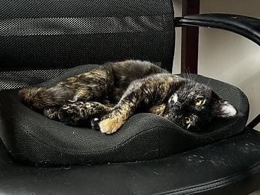 девочки: 6 месяцев, Девочка, Кастрирована, Приучена к лотку — 3