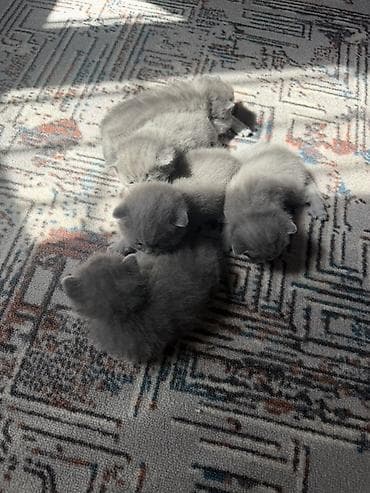 Продажа кошек: Шотландские котята,(страйт и скотиш фолд) окрас голубой (blue). Отец — 4