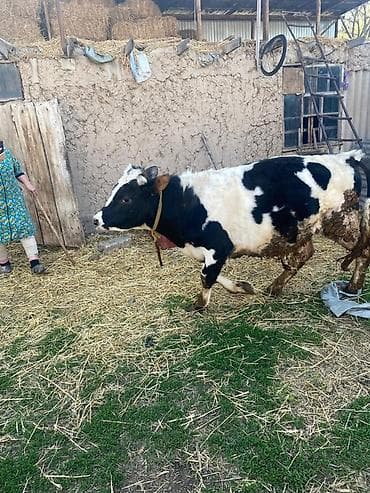 скотина: Продаю | Тёлка | Полукровка | На откорм | Нетель — 1