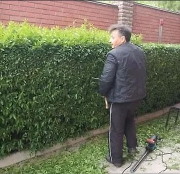 на краун: Стрижка и формовка живых изгородей, кустарников и декоративных крон - — 5