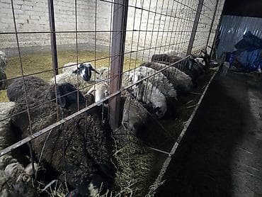 кант бараны: Продаю | Овца (самка) | Полукровка | Для разведения | Матка — 2