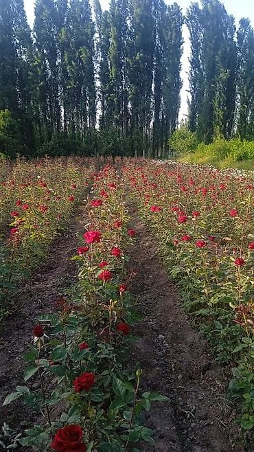 Ёлки: Розы с собственного розария — срезка и букеты - Сорта: классические — 7