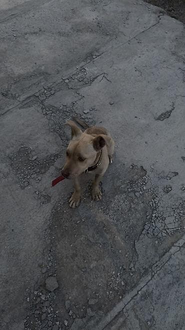 сеттер: Стаффоршид терьер, 6 айлык, Эркек — 5